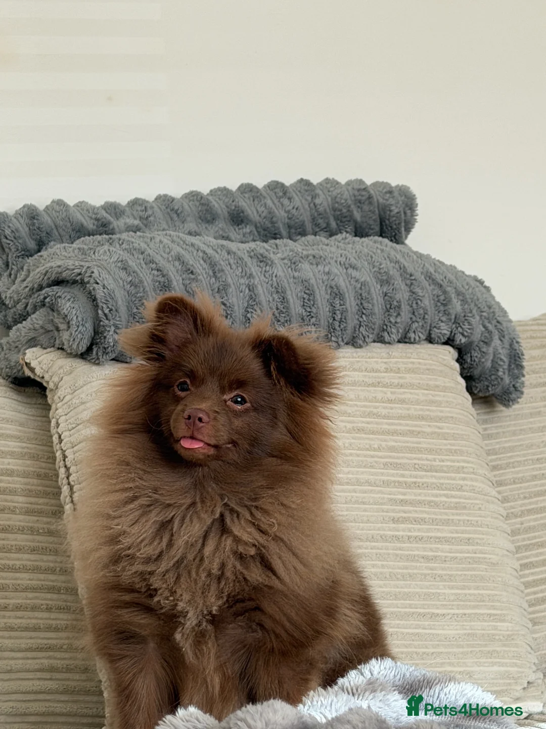Pomeranian dogs for stud: CHOCOLATE THROWBACK POMERANIAN  - Advert 1