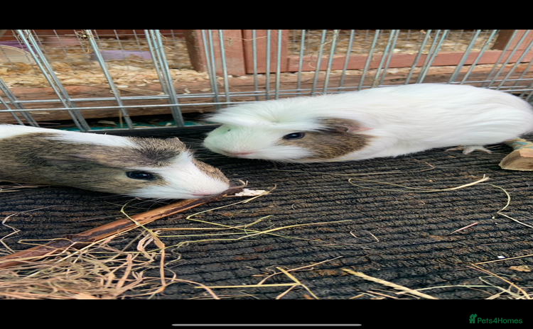Guinea Pig rodents - Advert 1