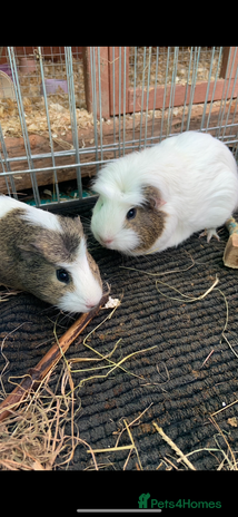 Guinea Pig rodents - Advert 1