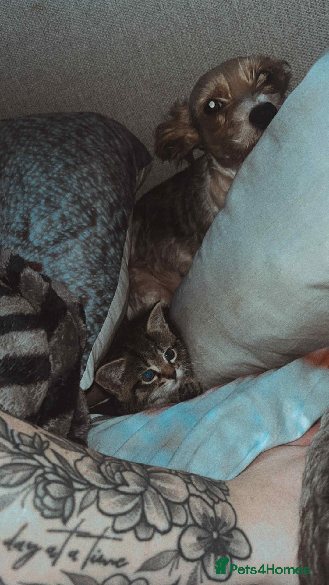 Mixed Breed cats for sale: Full tabby male last of litter!  - Advert 2