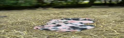 Pig livestock for sale: Kune kune pigs  in Dover - Advert 2