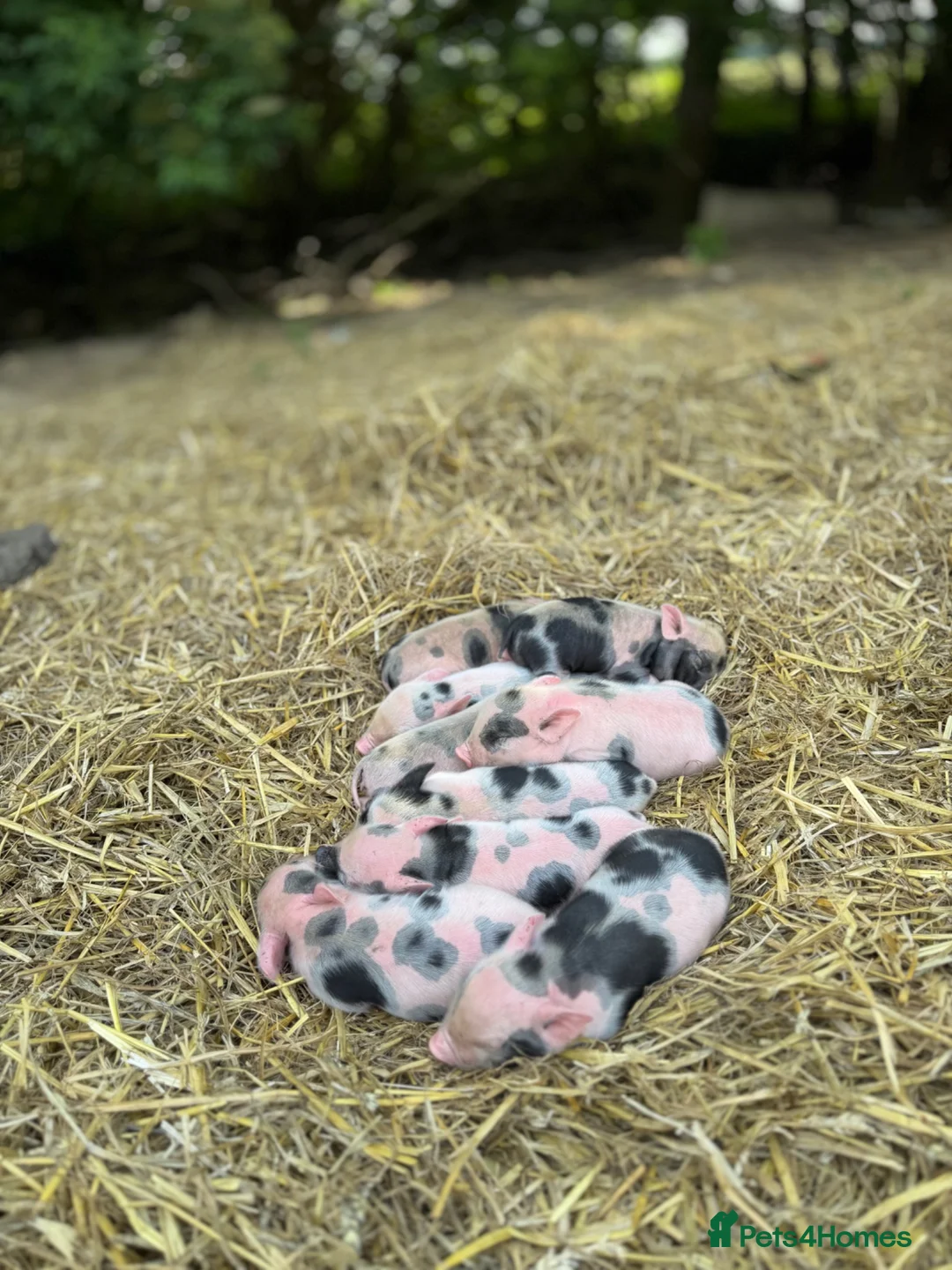 Pig livestock for sale: Kune kune pigs  in Dover - Advert 2