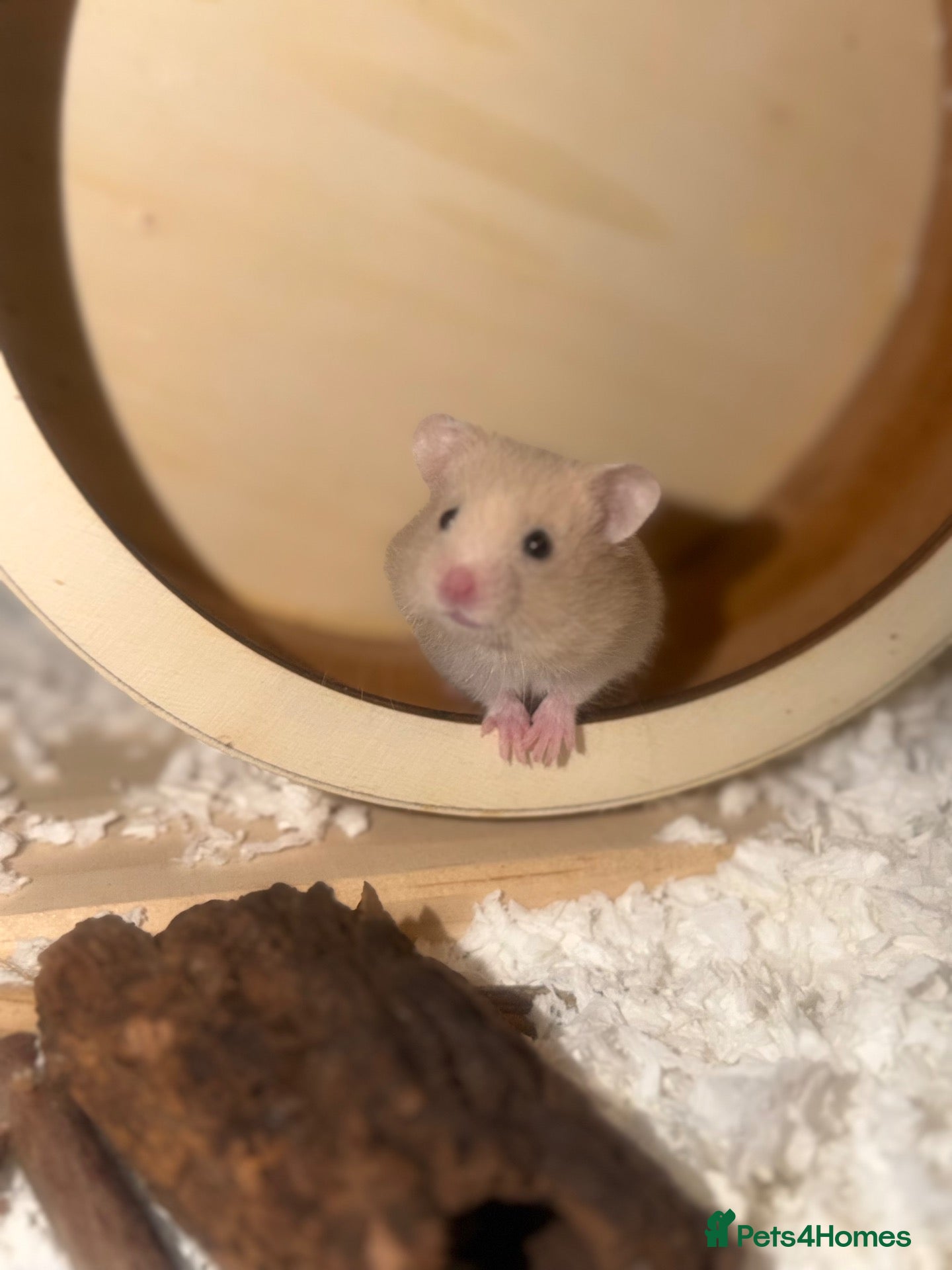 Hamster rodents Female Syrian 6 weeks - Advert 1