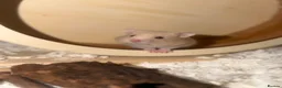 Hamster rodents for sale: Female Syrian 6 weeks in Clacton-on-Sea - Advert 1