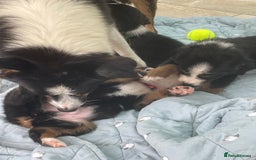 Bernese Mountain Dog dogs for sale: Beutiful boys and girl - Image 11