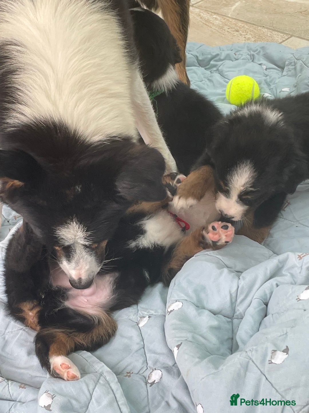 Bernese Mountain Dog dogs for sale: Beutiful boys and girl - Image 11