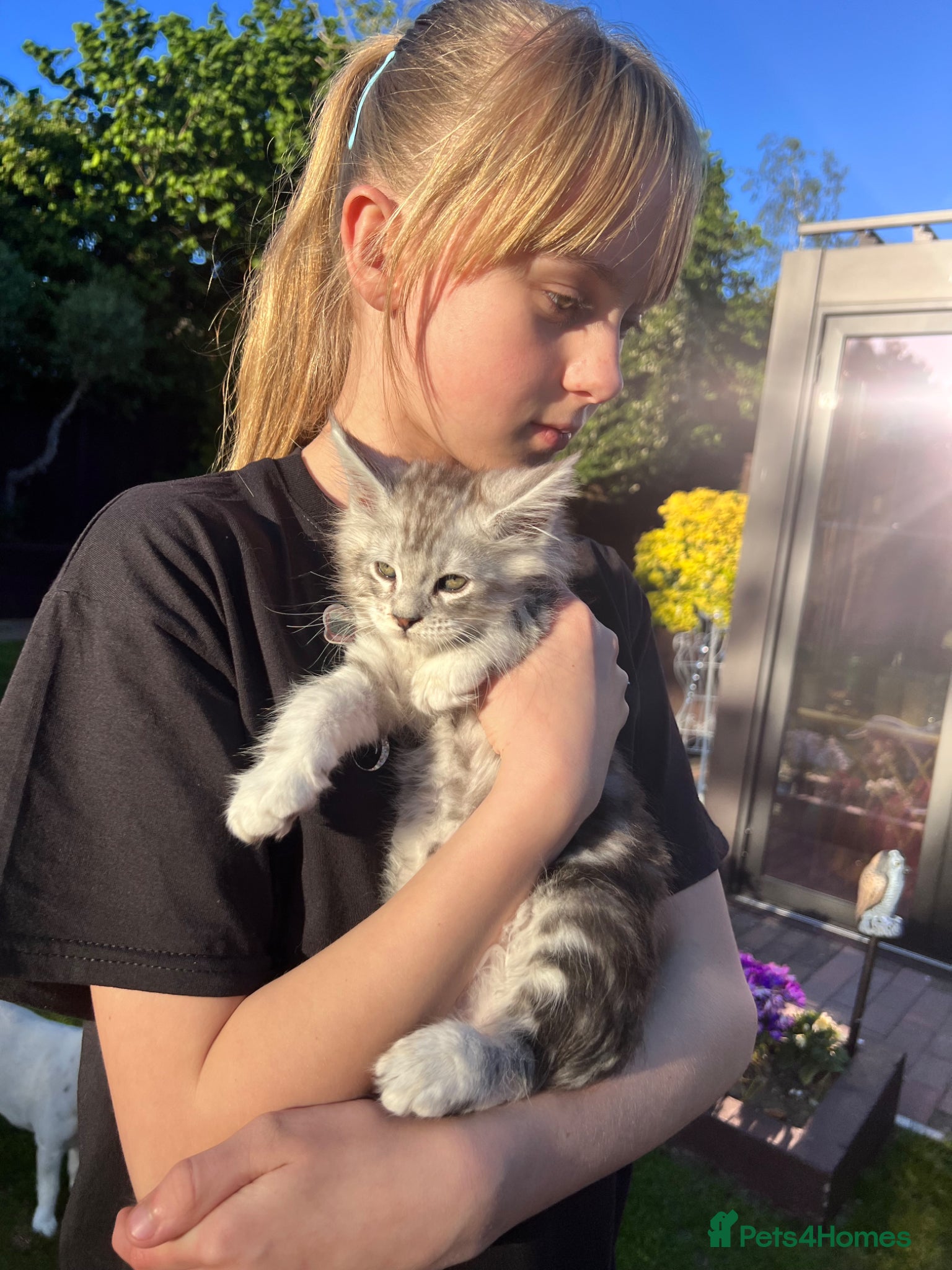 Maine Coon cats ❤️MAINE COON ❤️ pedigree ❤️ - Advert 2