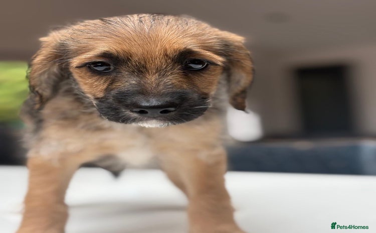 Mixed Breed dogs - Advert 1