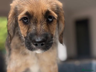 Mixed Breed dogs - Advert 33