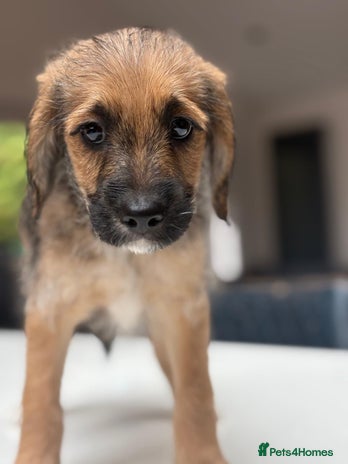 Mixed Breed dogs - Advert 1