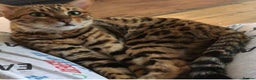 Bengal cats for sale: Beautiful Pedigree Bengal  –  Forever Home Wanted - Advert 2