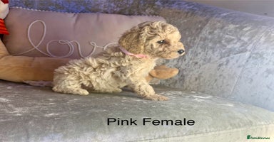 Toy Poodle dogs ✨Beautiful Litter of Healthy Poodle Puppies ✨🐩 - Advert 3