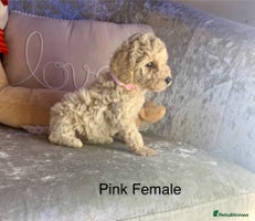 Toy Poodle dogs ✨Beautiful Litter of Healthy Poodle Puppies ✨🐩 - Advert 2