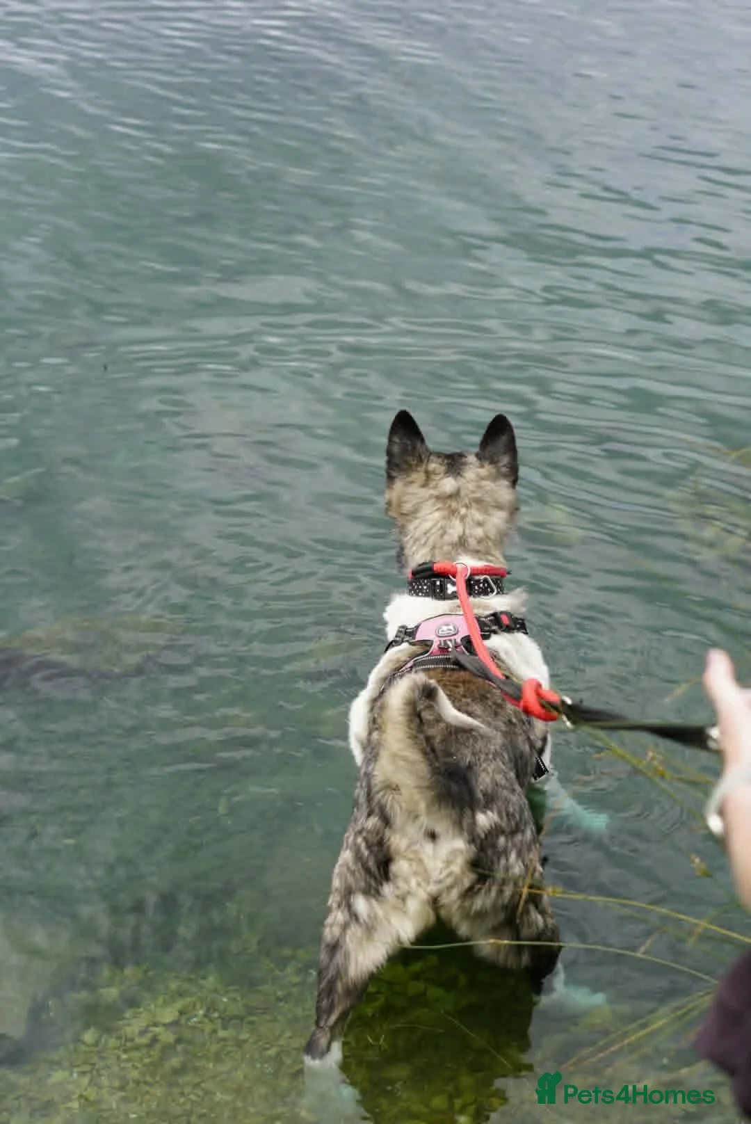 Akita dogs for adoption: Matilda - Advert 6