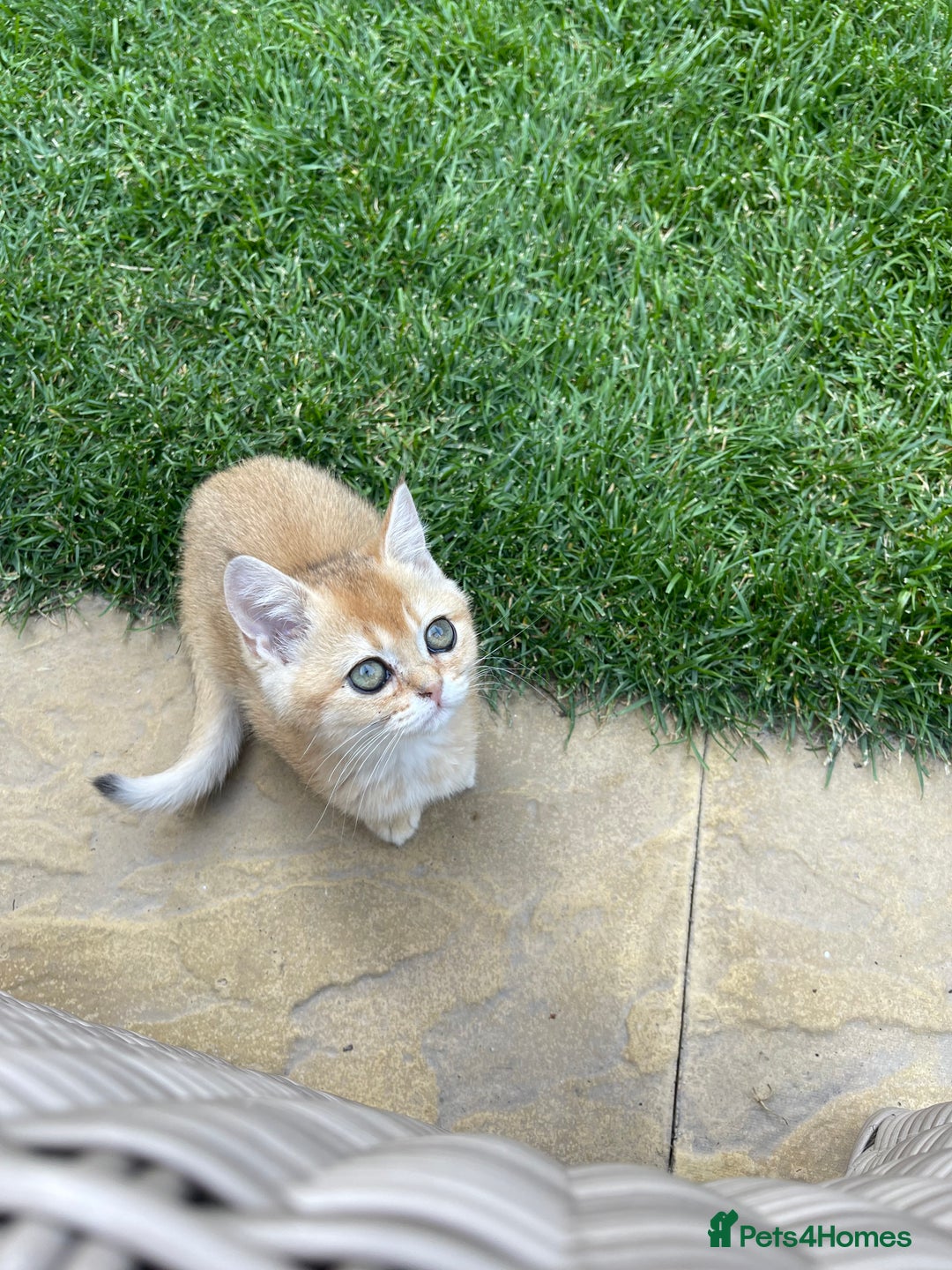 Scottish Fold cats for sale: SUMMER SALE LUXURY GOLDEN CHINCHILLA SCOTTISH FOLD - Image 3