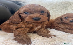 Cavapoo dogs for sale: CAVAPOO READY NEXT WEEK  - Image 4