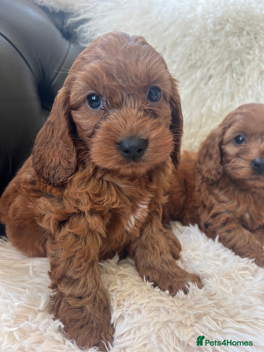 Cavapoo dogs for sale: CAVAPOO READY NEXT WEEK  - Image 4