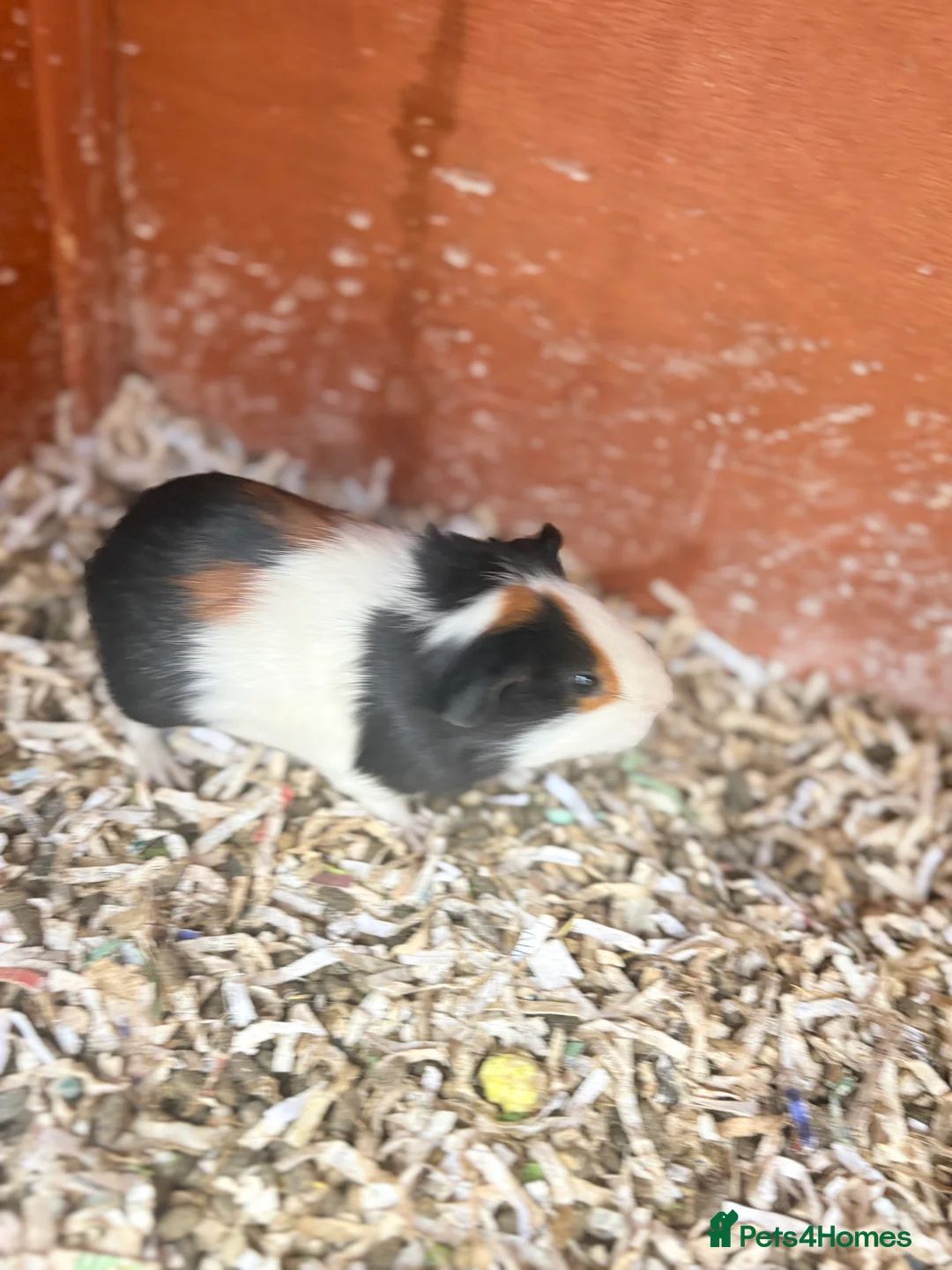 Guinea Pig rodents for sale: Guinea pigs - Advert 2