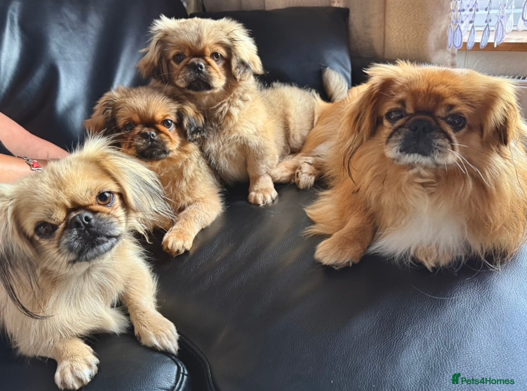 Pekingese dogs for sale: CARMEL - 2 Pekingese puppies BOYS ! Fully vaccinated! - Image 9