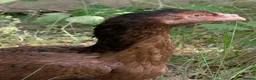 Chickens poultry for sale: High quality female Aseel for sale  - Advert 2