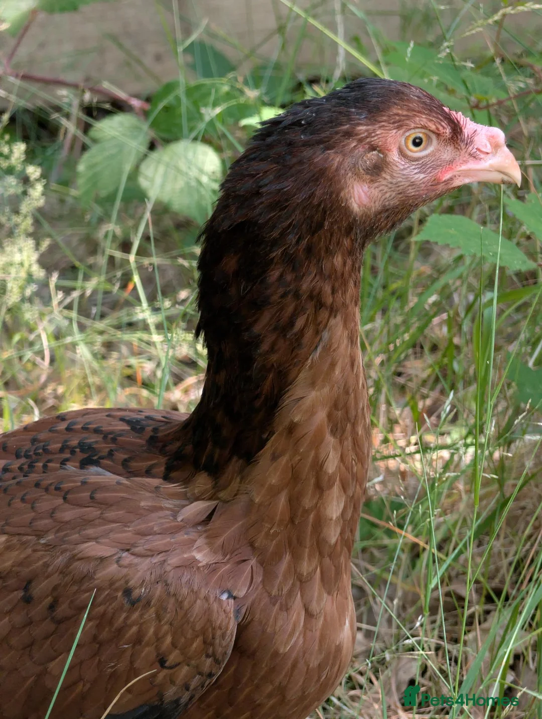 Chickens poultry for sale: High quality female Aseel for sale  - Advert 2