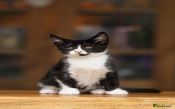 Maine Coon cats for sale: Beautiful Maine Coon X Kittens - Image 10
