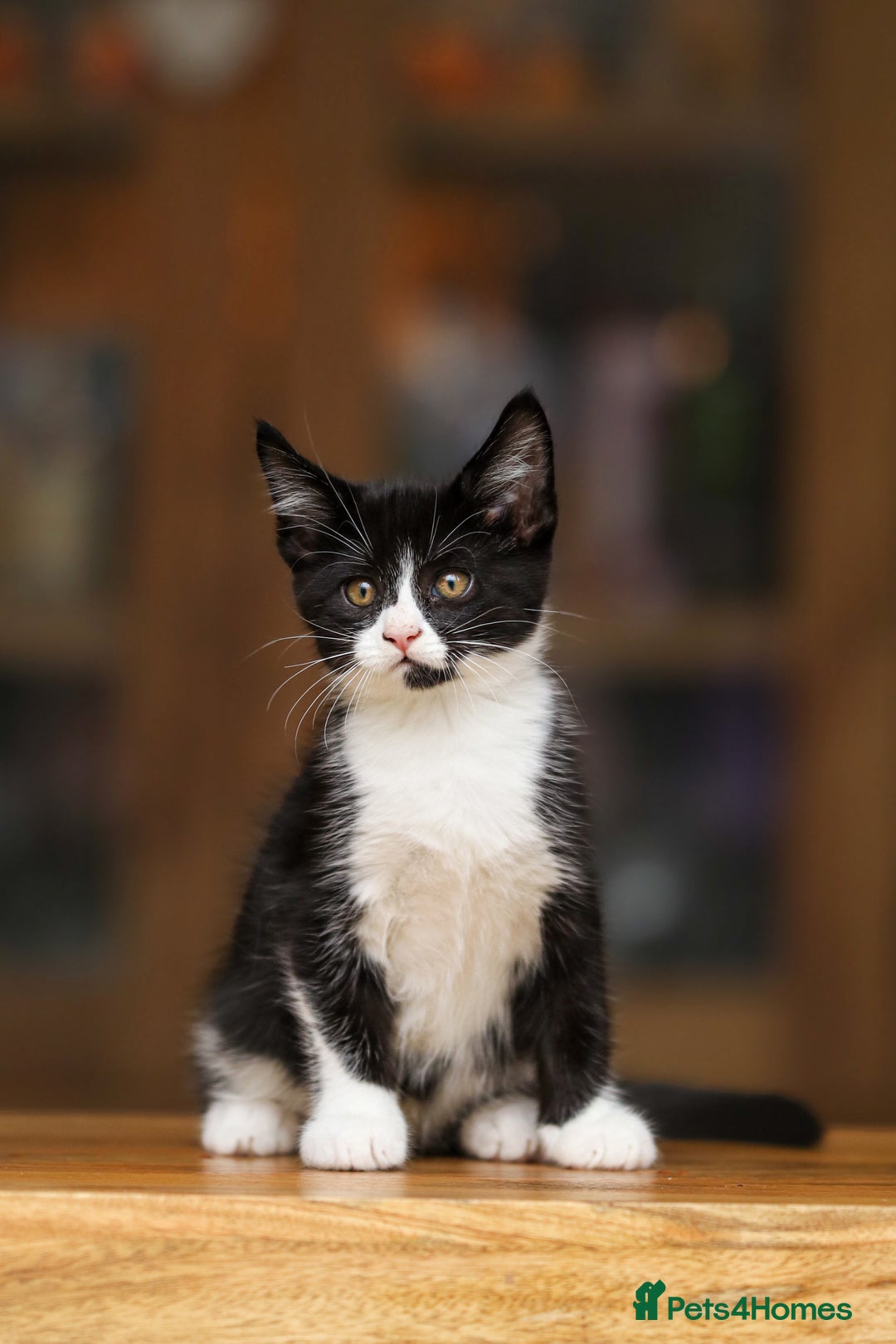 Maine Coon cats for sale: Beautiful Maine Coon X Kittens - Image 10