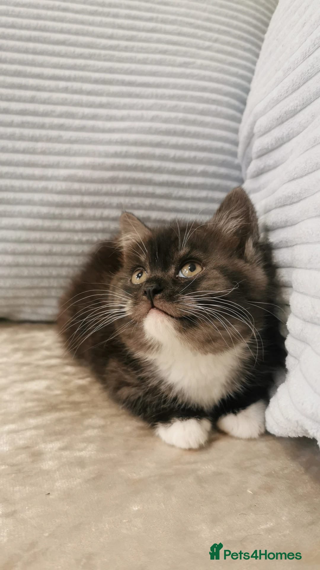 Mixed Breed cats 1 BLACK SMOKE GIRL LEFT! Maine Coon Kittens - Advert 1