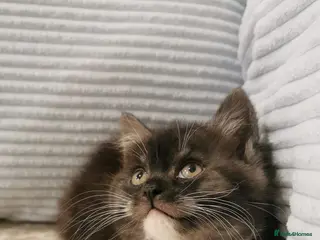 Mixed Breed cats 1 BLACK SMOKE GIRL LEFT! Maine Coon Kittens - Advert 1