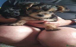 Yorkiepoo dogs for sale: Yorkipoo  - Image 3