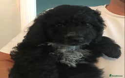 Cockapoo dogs for sale: 🐩🐶STUNNING F1 COCKAPOO PUPPIES🐶🐩 - Image 10