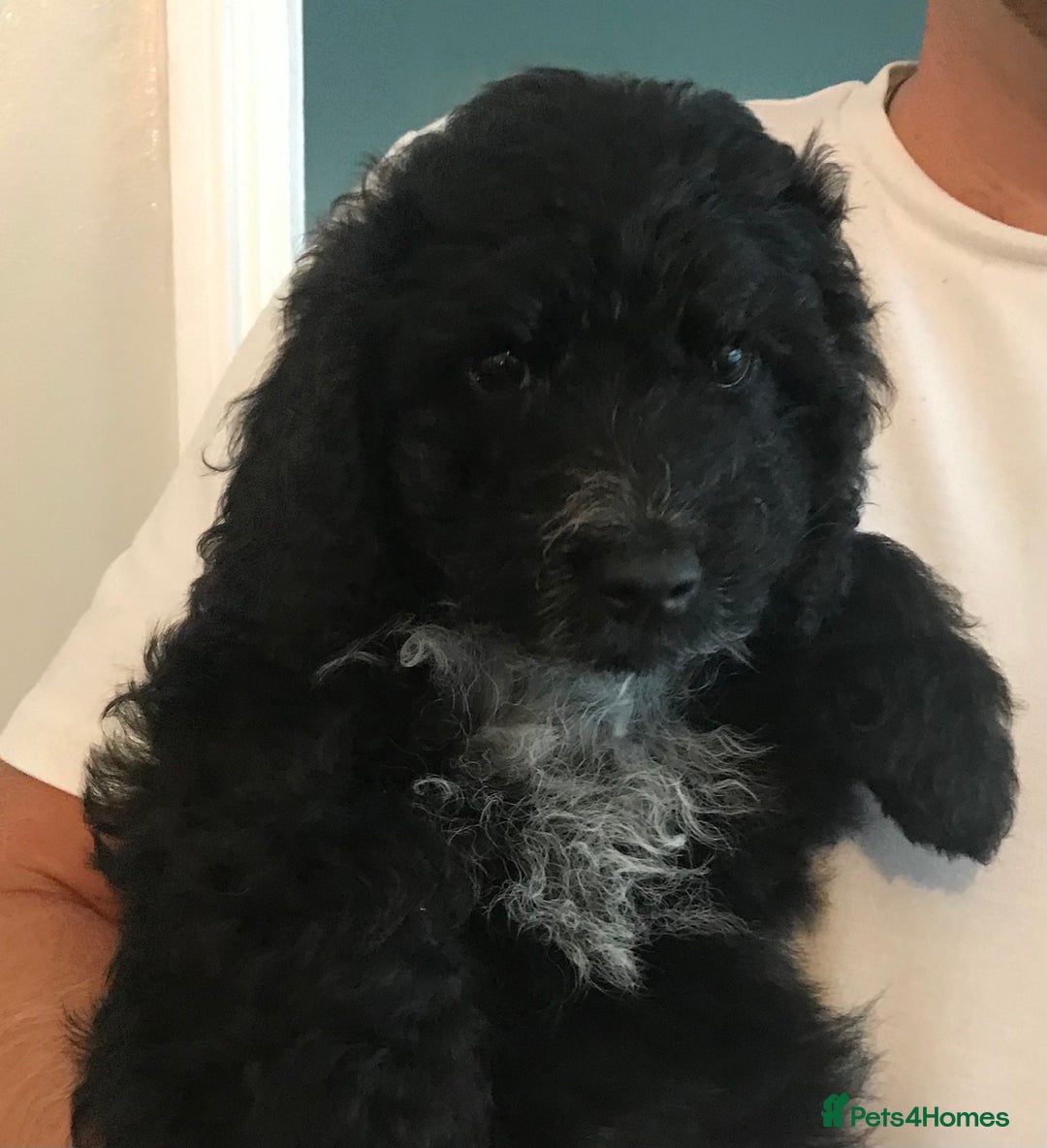 Cockapoo dogs for sale: 🐩🐶STUNNING F1 COCKAPOO PUPPIES🐶🐩 - Image 10
