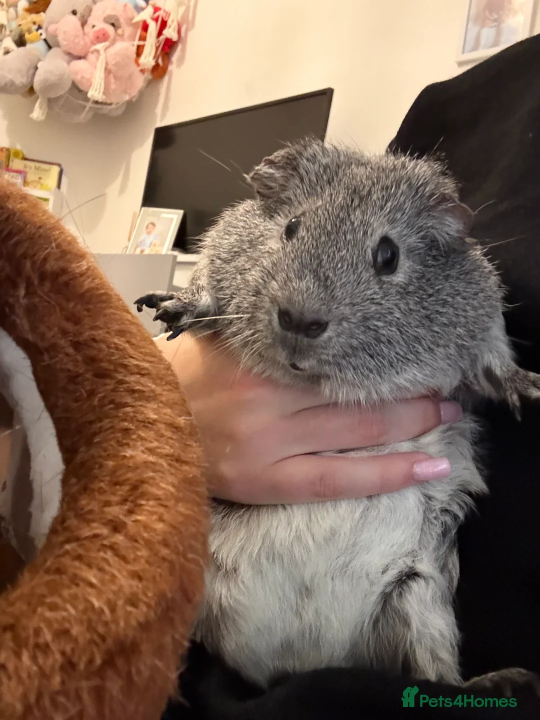 Guinea Pig rodents for sale: Guinea pig Boar - Advert 5