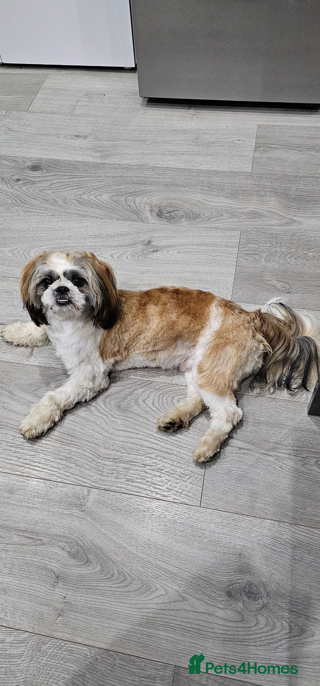 Shih Tzu dogs for sale: Male Shih Tzu almost 2 years old.  - Advert 3