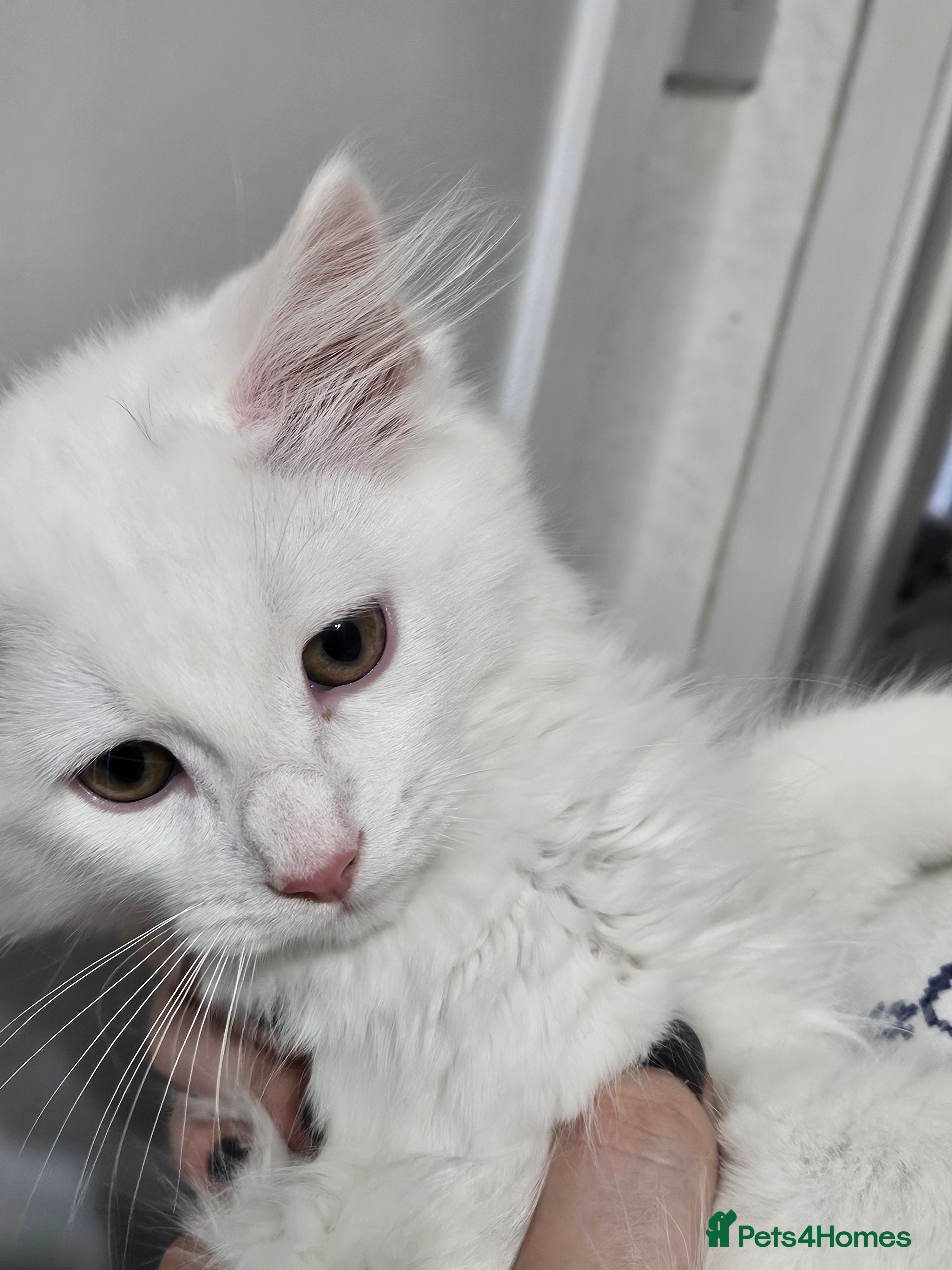 Mixed Breed cats Mixed breed Turkish Angora (mum) kittens £150 - Advert 20