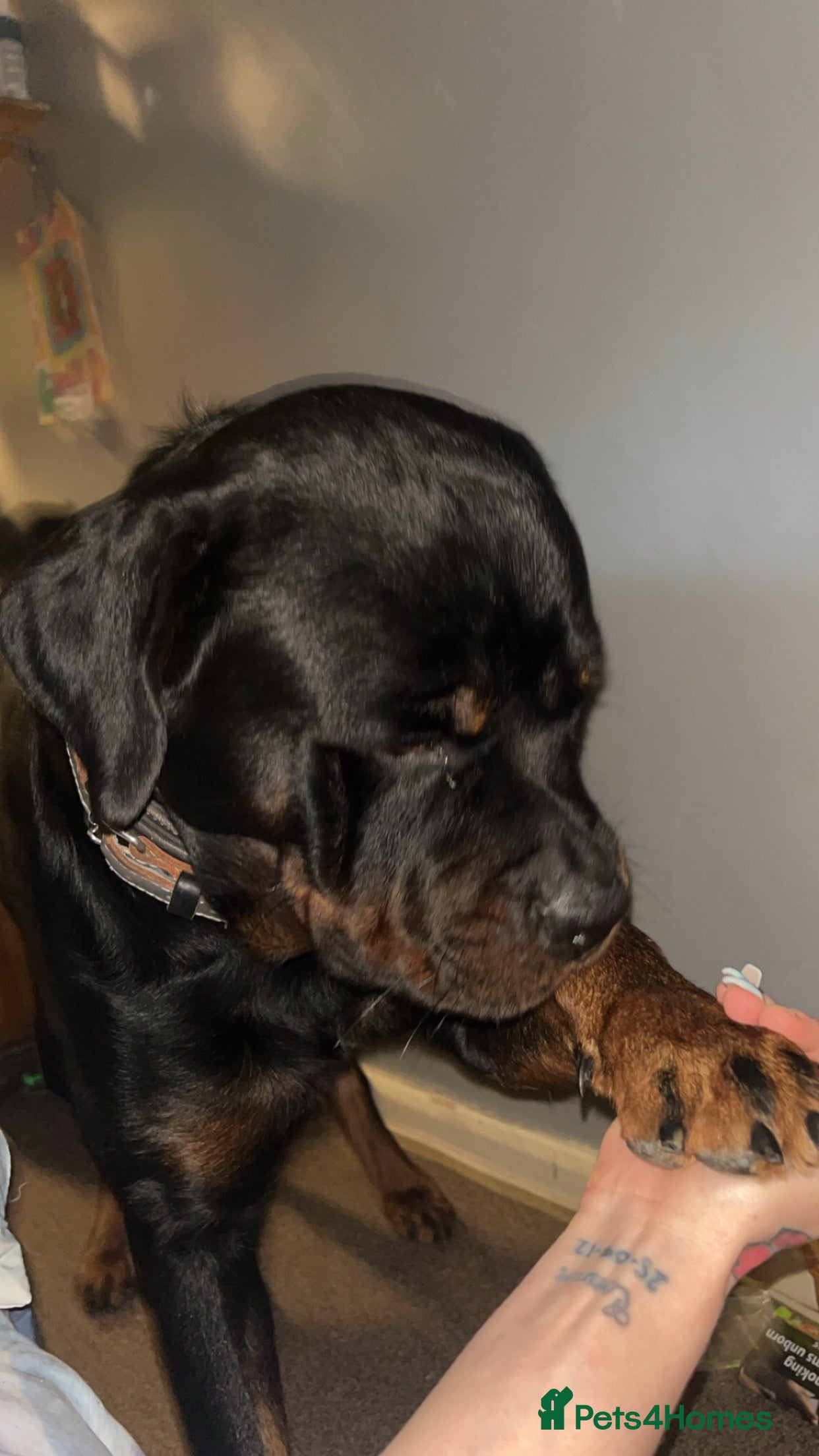 Rottweiler dogs Rottweiler stud  - Advert 1