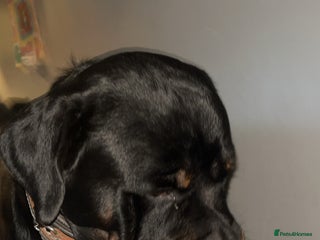 Rottweiler dogs Rottweiler stud - Advert 1