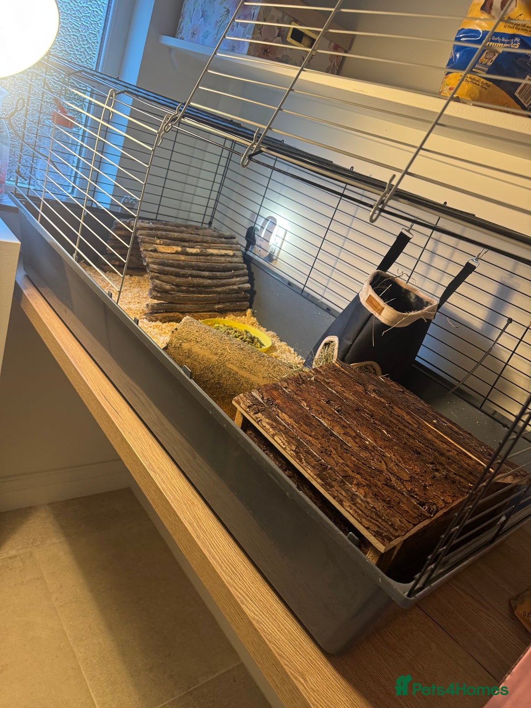 Guinea Pig rodents for sale: 2female guinea pigs with indoor hutch - Advert 4