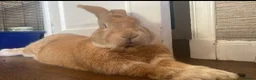 Continental Giant rabbits for sale: Super Gorgeous Continental Giant Rabbits in Aberdeen - Advert 7