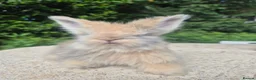 Angora rabbits for sale: 🌟STUNNING ANGORA BABIES- maxi full face 🌟 - Advert 9