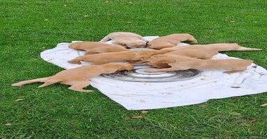 Labrador Retriever dogs - Advert 10