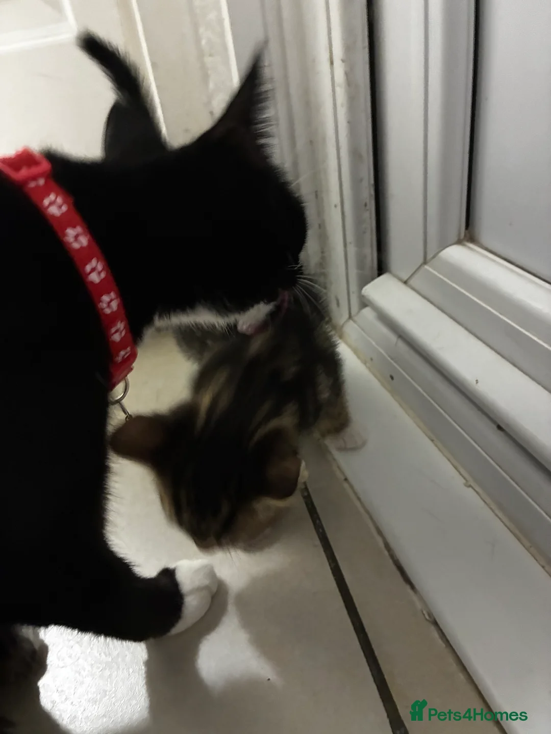 British Shorthair cats for sale: Small Kitten in Leicester - Advert 2
