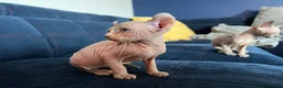 Sphynx cats for sale: Beautiful Blue-Eyed Sphynx Kittens – Ready Now - Advert 14