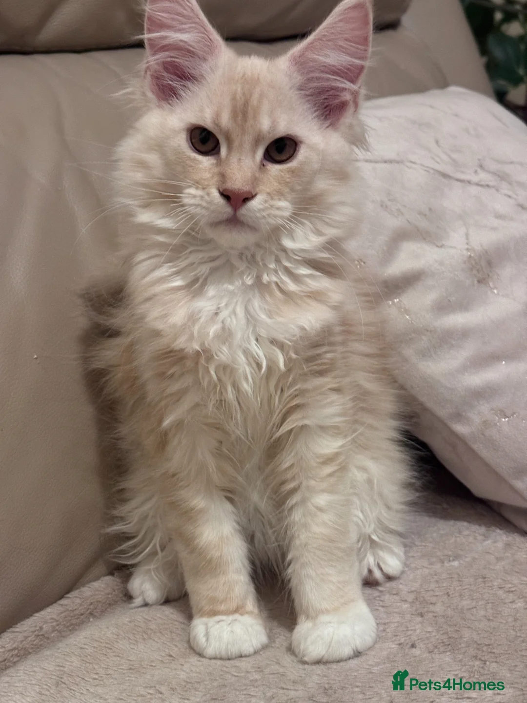 Maine Coon cats for sale: Gorgeous Shaded Line Maine Coon kitten for sale - Advert 6
