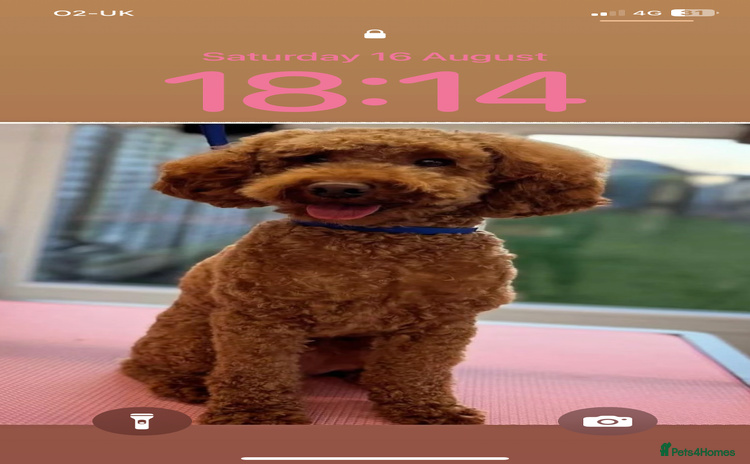 Cockapoo dogs - Advert 1