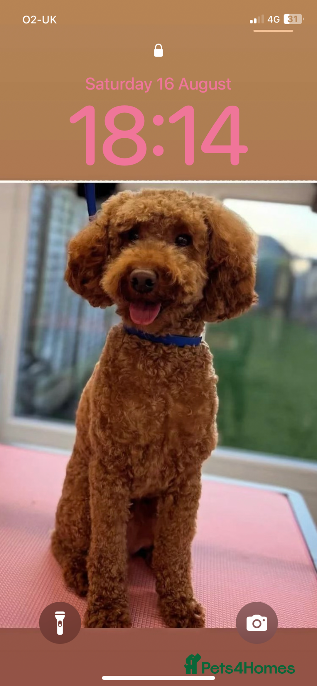 Cockapoo dogs for sale: Gorgeous 2 year old cockapoo - Image 1