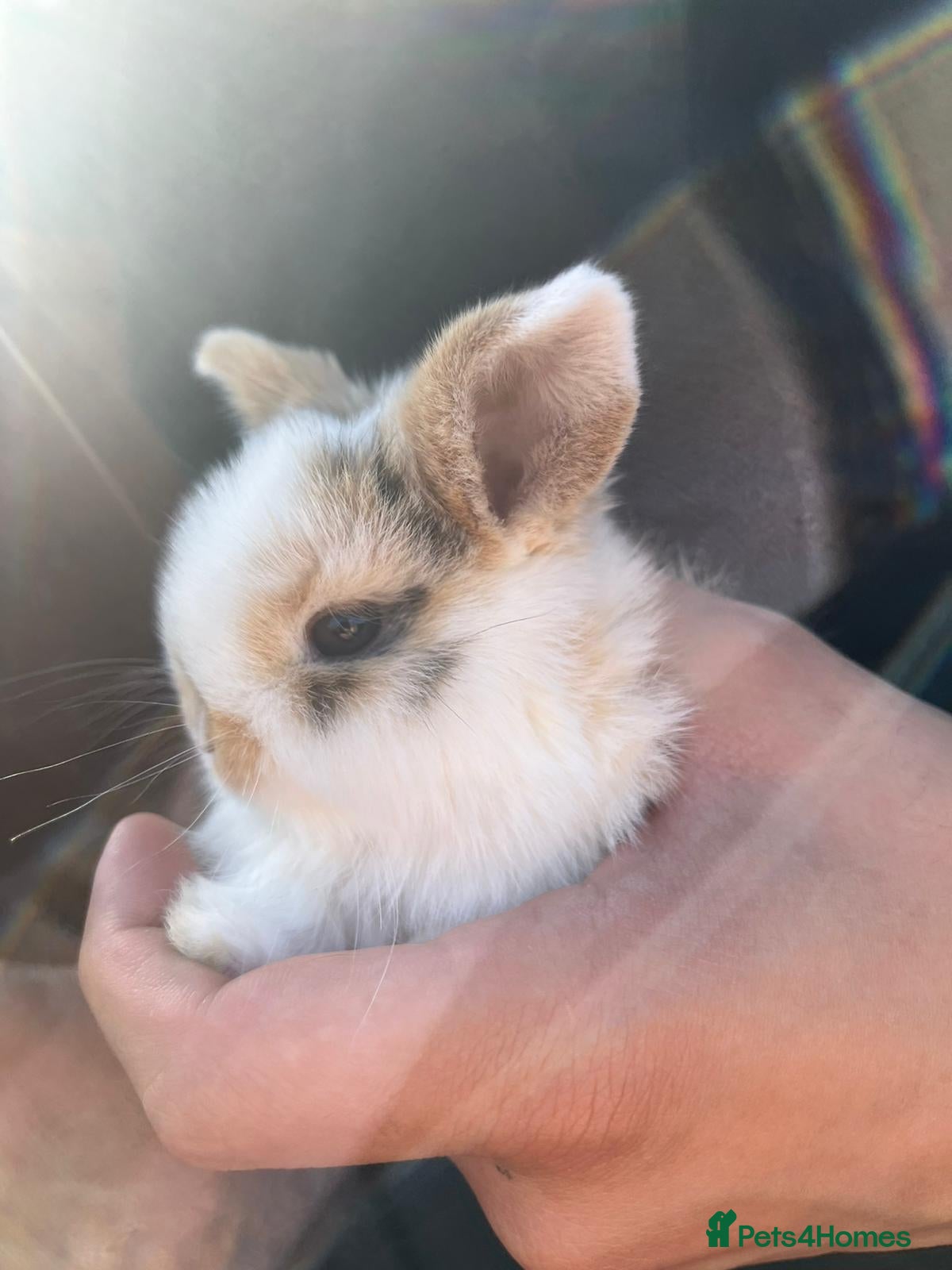 Mini Lop rabbits Mini lop rabbits. - Advert 9