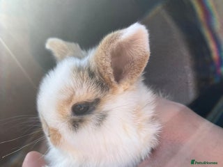 Mini Lop rabbits - Advert 13