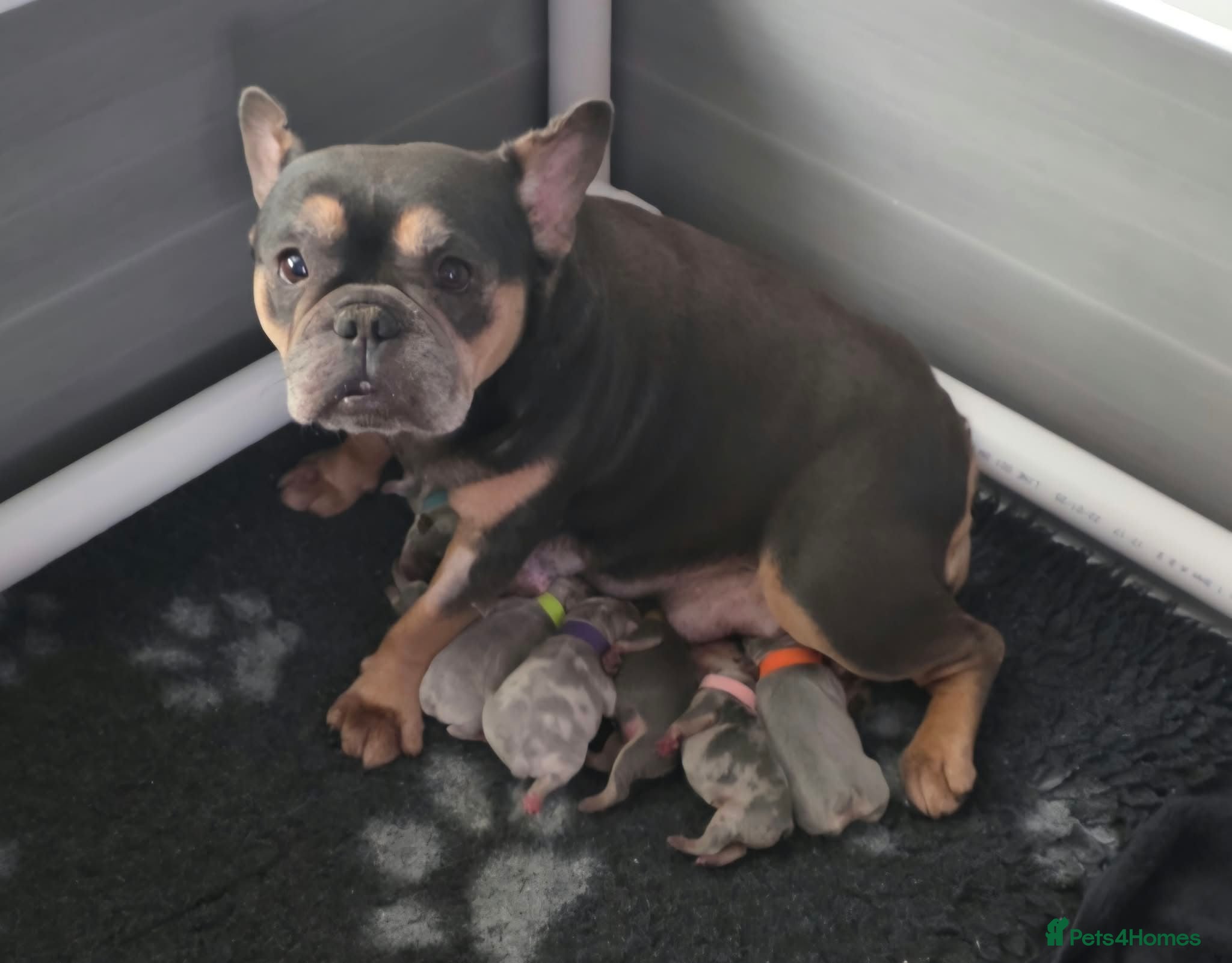 French Bulldog dogs Tiny French Bulldogs 💯 Ready to leave in 2 days  - Advert 2