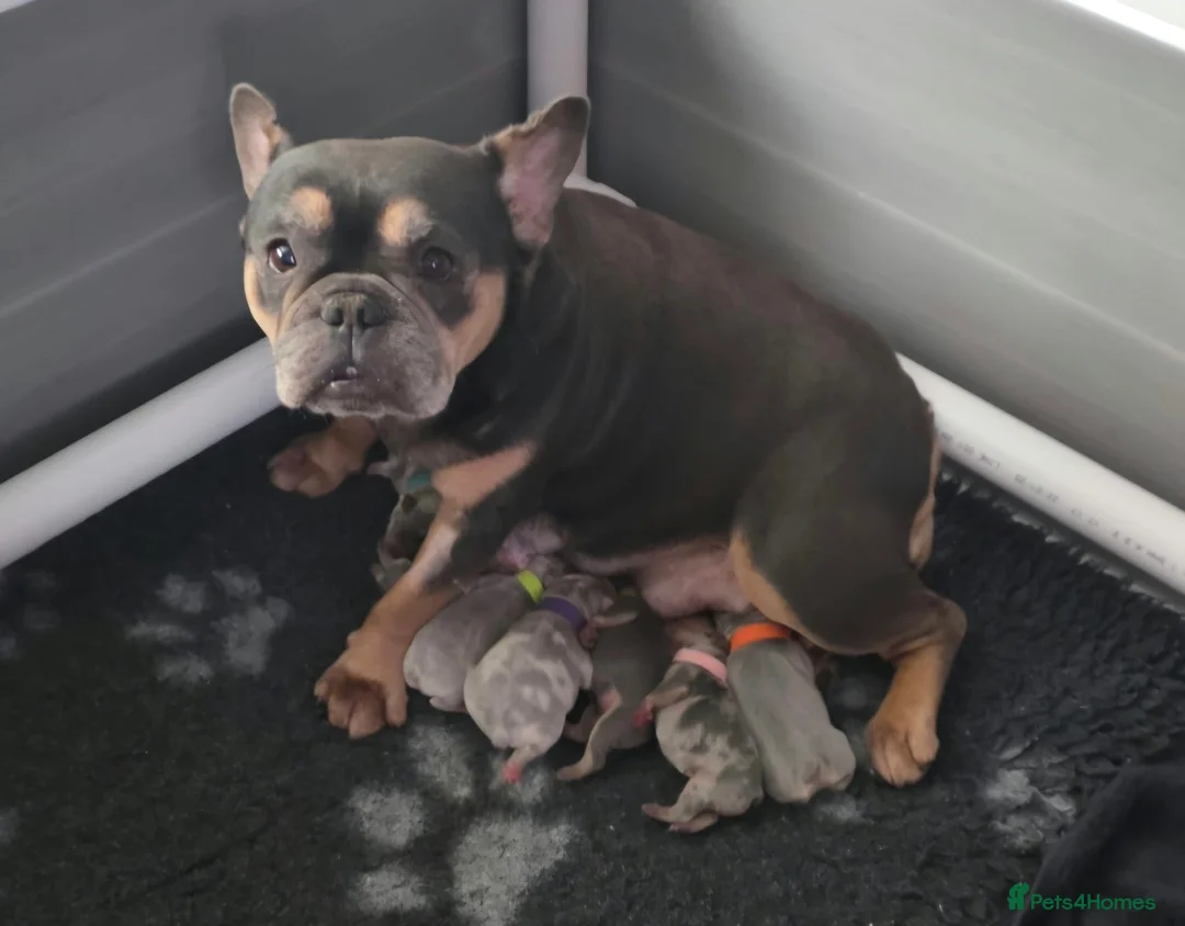 French Bulldog dogs for sale: Ready to leave 💯Tiny French Bulldogs 💯  - Advert 2
